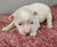 Gabby, a female Maltipoo for sale in New Haven, IN – Photo 2 of 5