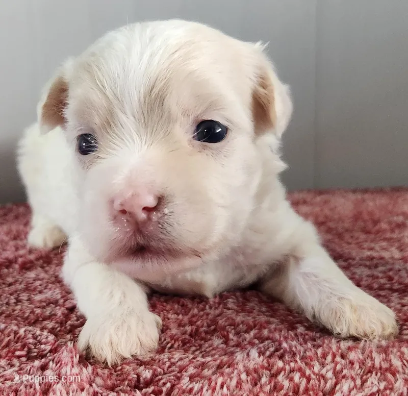 Gabby – Maltipoo puppy for sale in New Haven, IN