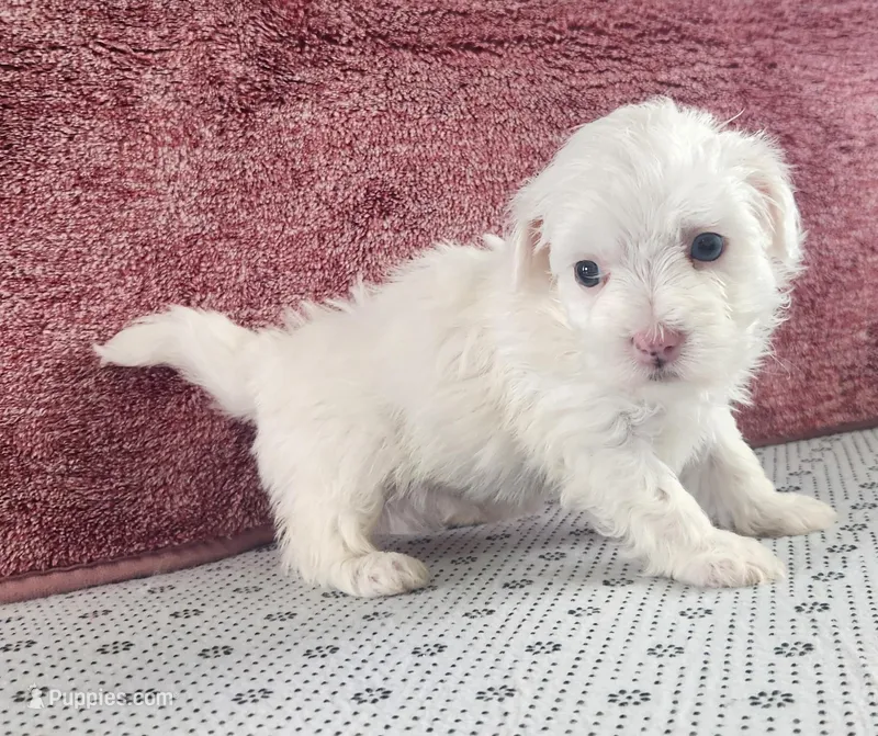 Griffin – Maltipoo puppy for sale in New Haven, IN