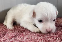 Griffin, a male Maltipoo for sale in New Haven, IN – Photo 3 of 4