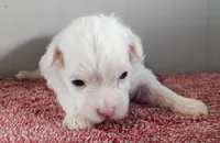 Griffin, a male Maltipoo for sale in New Haven, IN – Photo 2 of 4
