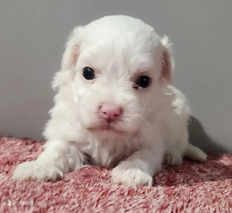 Griffin – Maltipoo puppy for sale in New Haven, IN