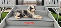 Griffin, a male Maltipoo for sale in New Haven, IN – Photo 4 of 4