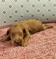 Rosy, a female Maltipoo for sale in New Haven, IN – 2 of 5