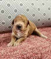 Ruby, a female Maltipoo for sale in New Haven, IN – 2 of 5