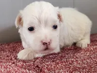Gambler , a male Maltipoo for sale in New Haven, IN – Photo 2 of 4
