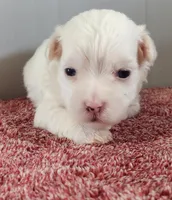 Gambler , a male Maltipoo for sale in New Haven, IN – Photo 3 of 4