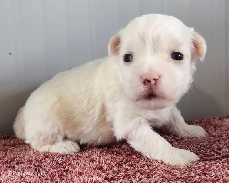 Gambler  – Maltipoo puppy for sale in New Haven, IN