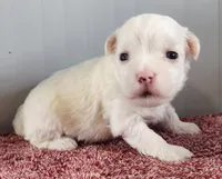 Gambler , a male Maltipoo for sale in New Haven, IN – Photo 1 of 4