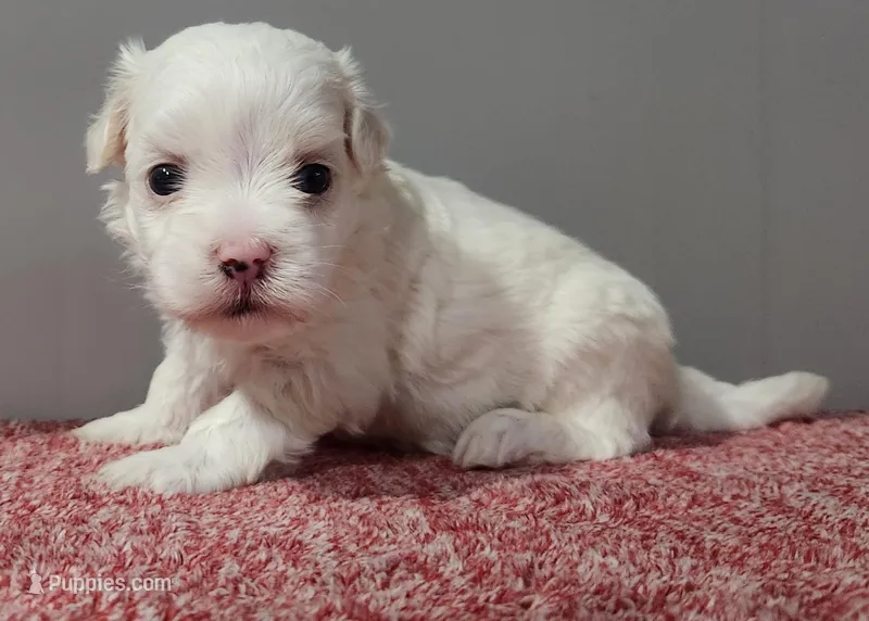 Gambler  – Maltipoo puppy for sale in New Haven, IN