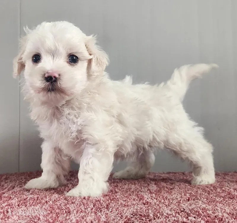 Gambler  – Maltipoo puppy for sale in New Haven, IN
