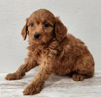 Gigi, a female Goldendoodle for sale in New Haven, IN – Photo 2 of 4