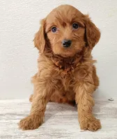 Gigi, a female Goldendoodle for sale in New Haven, IN – Photo 1 of 4