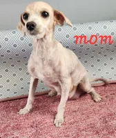 Randy, a male Maltipoo for sale in New Haven, IN – 3 of 4