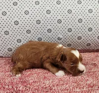 Randy, a male Maltipoo for sale in New Haven, IN – 2 of 4