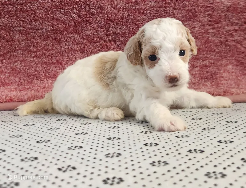 Rhoda – Maltipoo puppy for sale in New Haven, IN