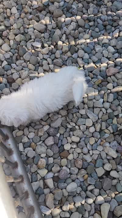 Griffin, a male Maltipoo for sale in New Haven, IN – 6 of 6
