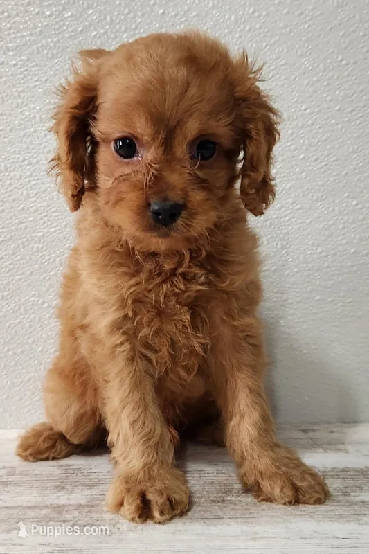 Champ  – Cavapoo puppy for sale in New Haven, IN