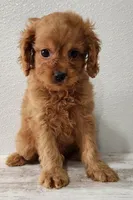 Champ , a male Cavapoo for sale in New Haven, IN – Photo 1 of 5