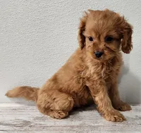 Champ , a male Cavapoo for sale in New Haven, IN – Photo 2 of 5