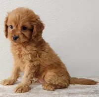 Champ , a male Cavapoo for sale in New Haven, IN – Photo 3 of 5