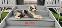 Griffin, a male Maltipoo for sale in New Haven, IN – 5 of 6