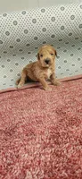 Ruby, a female Maltipoo for sale in New Haven, IN – 1 of 5