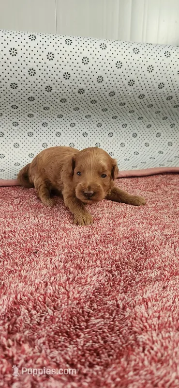 Rosy – Maltipoo puppy for sale in New Haven, IN