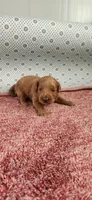 Rosy, a female Maltipoo for sale in New Haven, IN – 1 of 5