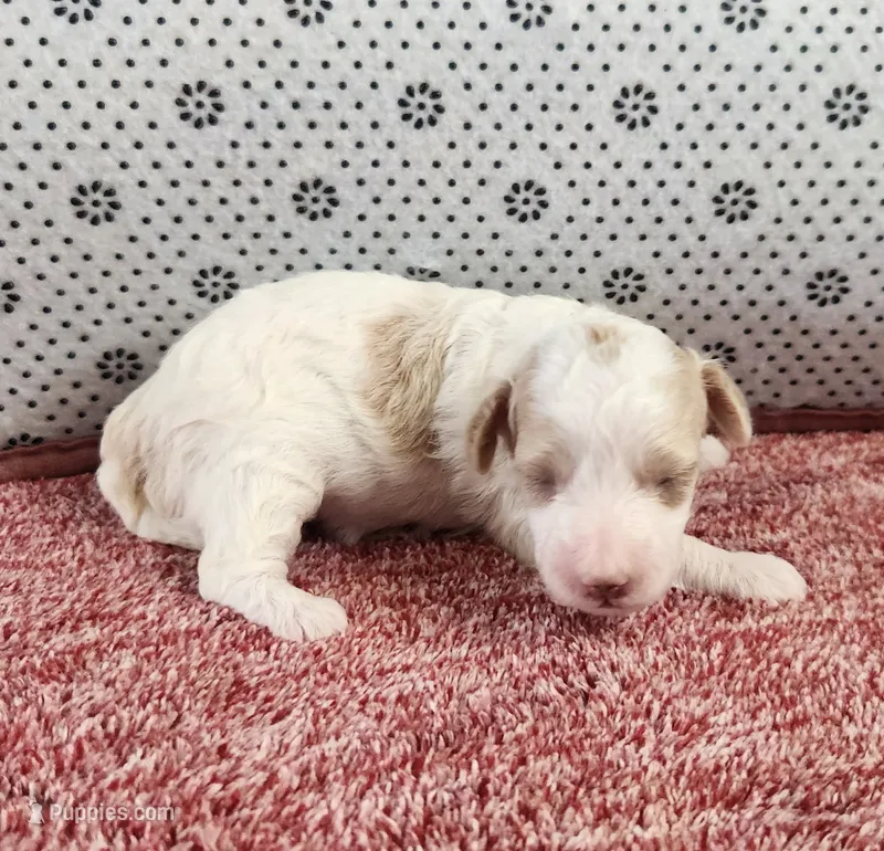 Rhoda – Maltipoo puppy for sale in New Haven, IN