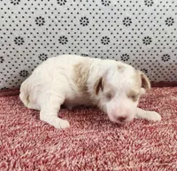 Rhoda, a female Maltipoo for sale in New Haven, IN – 1 of 4