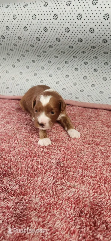 Randy – Maltipoo puppy for sale in New Haven, IN