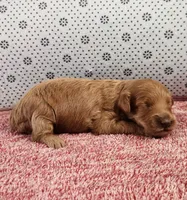 Rosy, a female Maltipoo for sale in New Haven, IN – 3 of 5