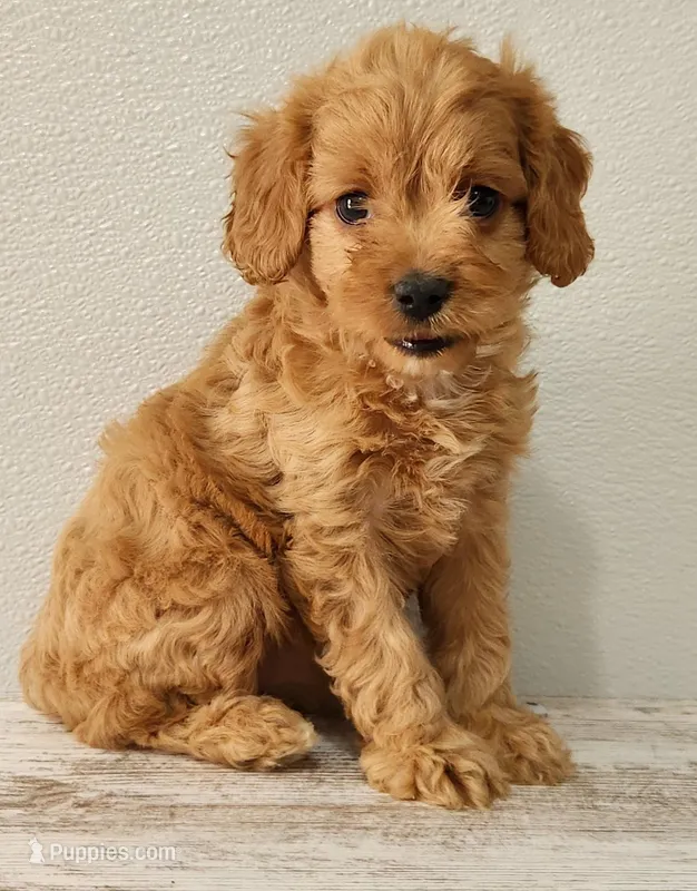 Cassy – Cavapoo puppy for sale in New Haven, IN