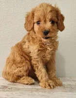 Cassy, a female Cavapoo for sale in New Haven, IN – Photo 1 of 5