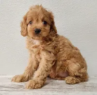 Cassy, a female Cavapoo for sale in New Haven, IN – Photo 2 of 5