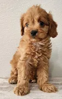 Cassy, a female Cavapoo for sale in New Haven, IN – Photo 3 of 5