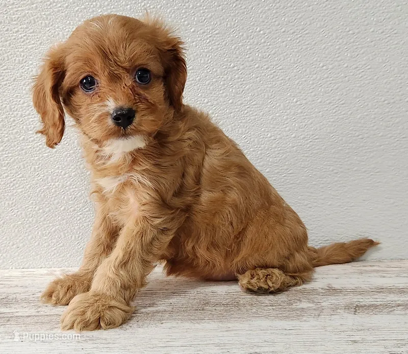 Cadella – Cavapoo puppy for sale in New Haven, IN