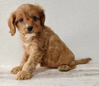Cadella, a female Cavapoo for sale in New Haven, IN – Photo 1 of 5