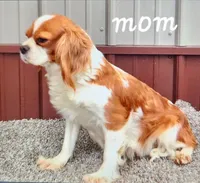 Cadella, a female Cavapoo for sale in New Haven, IN – Photo 4 of 5