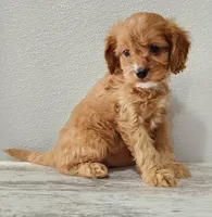 Cadella, a female Cavapoo for sale in New Haven, IN – Photo 2 of 5