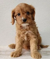 Cadella, a female Cavapoo for sale in New Haven, IN – Photo 3 of 5