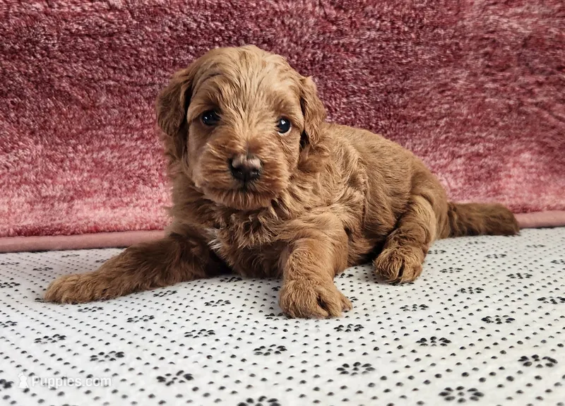 Rosy – Maltipoo puppy for sale in New Haven, IN