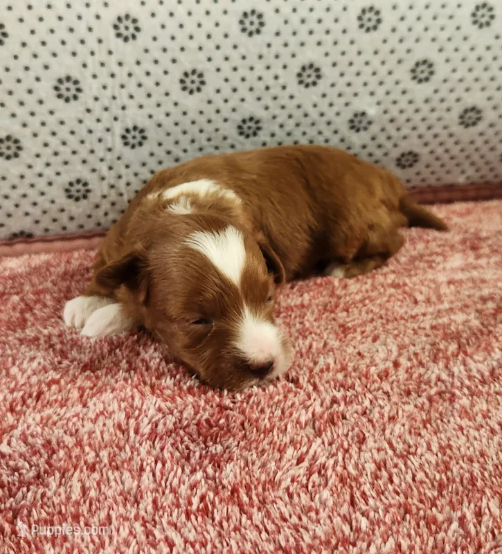 Randy – Maltipoo puppy on hold in New Haven, IN