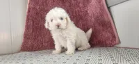 Griffin, a male Maltipoo for sale in New Haven, IN – 2 of 6