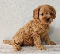 Chasea, a female Cavapoo for sale in New Haven, IN – Photo 4 of 5