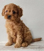 Chasea, a female Cavapoo for sale in New Haven, IN – Photo 2 of 5