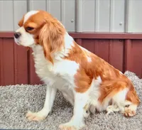 Chasea, a female Cavapoo for sale in New Haven, IN – Photo 3 of 5
