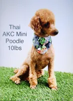 Chasea, a female Cavapoo for sale in New Haven, IN – Photo 5 of 5