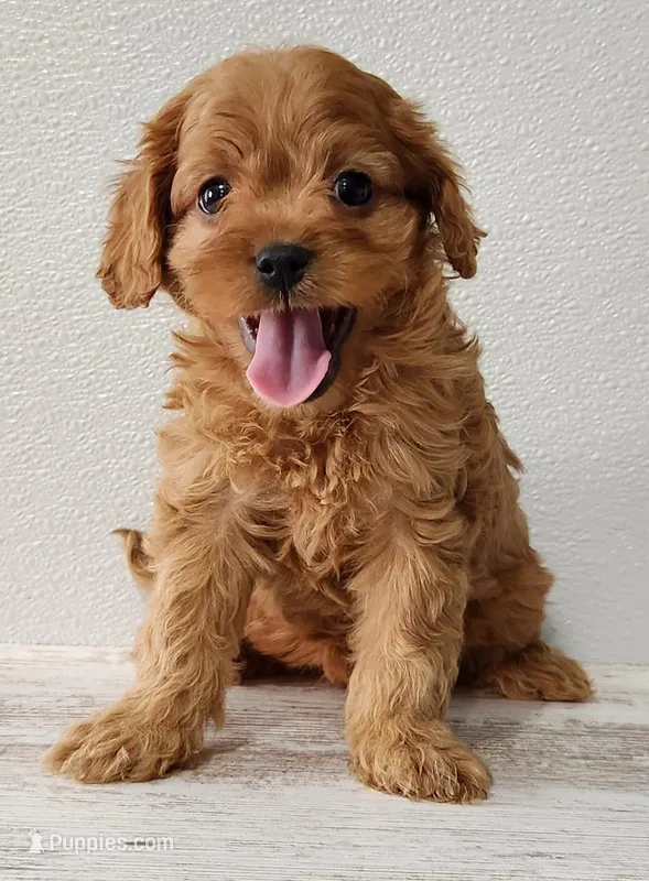 Chasea – Cavapoo puppy for sale in New Haven, IN